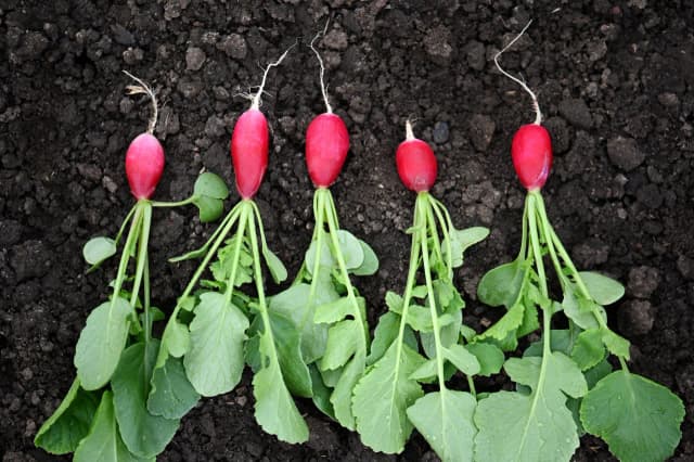 Kiedy jest sezon na rzodkiewki? Poznaj najlepsze terminy siewu i zbioru