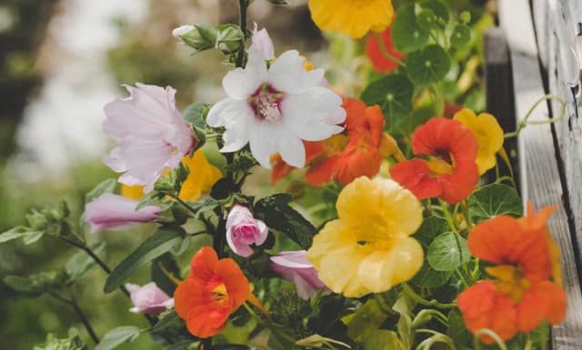 Kiedy siać kwiaty na rozsady? Sprawdź najlepsze terminy i porady