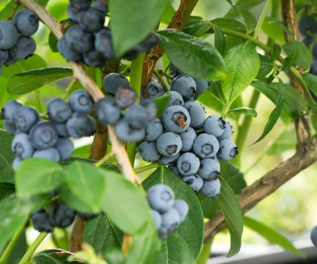 Czy obornik jest dobrym nawozem do borówek? Oto, co musisz wiedzieć