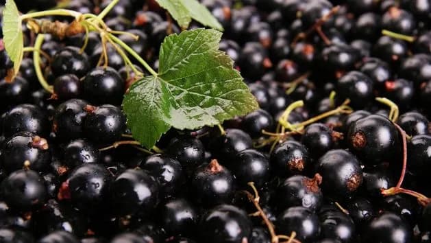 Kiedy jest sezon na porzeczki? Odkryj najlepszy czas na zbiór