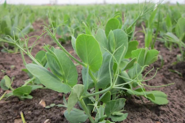 Groch kiedy siać - poznaj najlepszy czas na siew dla wyższych plonów