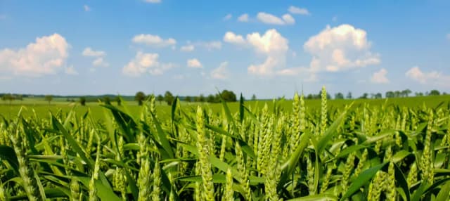 Jak wygląda zboże? Odkryj fascynujące cechy różnych gatunków