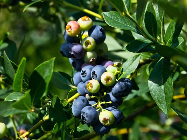 Kiedy zaczyna się sezon na borówki i co musisz wiedzieć, aby nie przegapić?