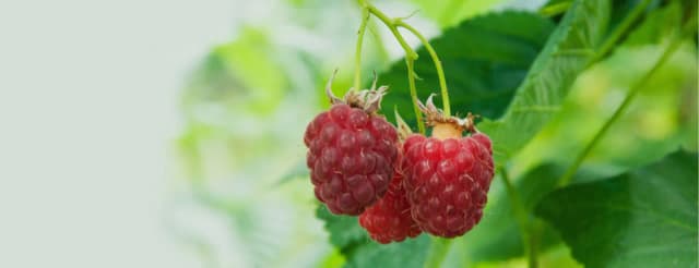 Jak sadzić maliny skutecznie - uniknij najczęstszych błędów